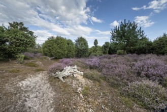 Heath landscape, heather (Calluna vulgaris), Emsland, Lower Saxony, Germany