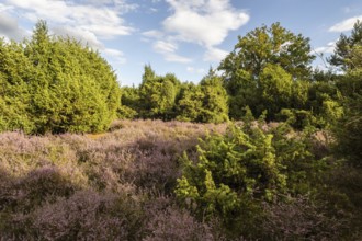 Heath landscape, heather (Calluna vulgaris), Emsland, Lower Saxony, Germany