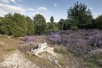 Heath landscape, heather (Calluna vulgaris), Emsland, Lower Saxony, Germany