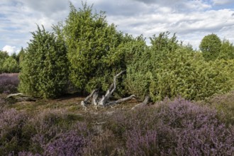 Heath landscape, heather (Calluna vulgaris), Emsland, Lower Saxony, Germany