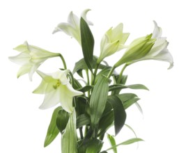 Lily, Easter lily, Bermuda lily (Lilium longiflorum) against a white background