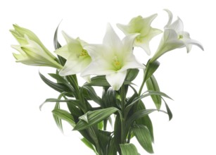 Lily, Easter lily, Bermuda lily (Lilium longiflorum) against a white background