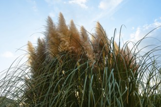 Pampas grass (Cortaderia selloana)
