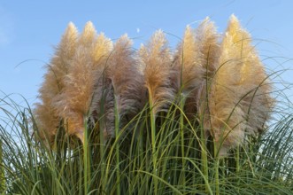Pampas grass (Cortaderia selloana)