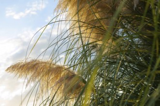 Pampas grass (Cortaderia selloana)
