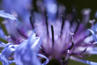 Cornflower (Centaurea cyanus), macro photograph