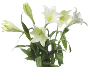 Lily, Easter lily, Bermuda lily (Lilium longiflorum) against a white background