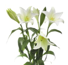 Lily, Easter lily, Bermuda lily (Lilium longiflorum) against a white background
