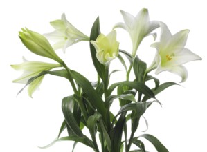 Lily, Easter lily, Bermuda lily (Lilium longiflorum) against a white background