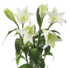 Lily, Easter lily, Bermuda lily (Lilium longiflorum) against a white background