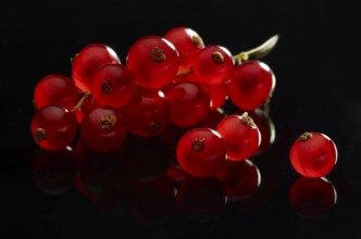 Red currant (Ribes rubrum) against a black background