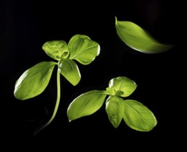 Basil (Ocimum basilicum) in front of a black background