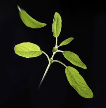 Sage (Salvia officinalis) in front of a black background