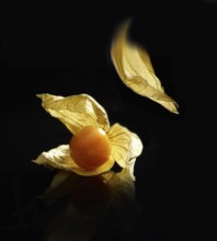 Cape gooseberry, physalis against a black background