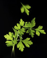 Parsley (Petroselinum crispum) against a black background