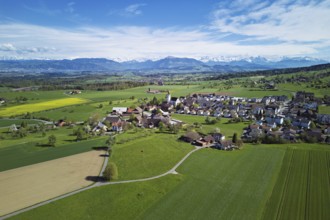 Village view with field of flowering rape, behind the Rigi and the snow-covered Alps, Beinwil,