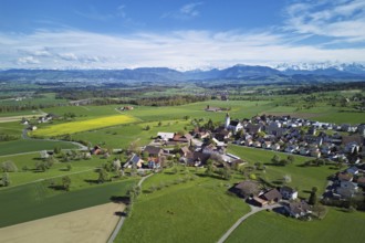Village view with field of flowering rape, behind the Rigi and the snow-covered Alps, Beinwil,
