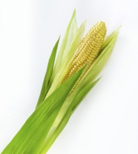 Corn on the corn cob in front of a white background