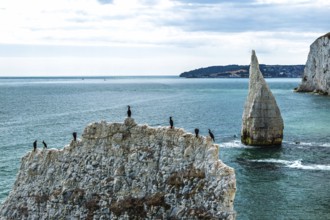 Cormorants on White Cliff from a drone over Old Harry Rocks Jurassic Coast, Handfast Point, Dorset