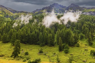 Rising fog over a fir forest, mountain village Zinal, Val d'Anniviers, Valais Alps, Canton Valais,
