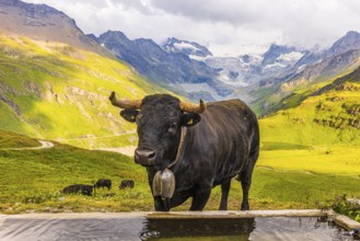 Black cow with large cowbell at a water trough, on an alpine pasture above Grimentz, with the Moiry