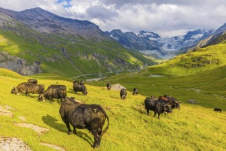 Cows grazing on an alpine meadow, above Grimentz, with the Moiry glacier in the background, Val