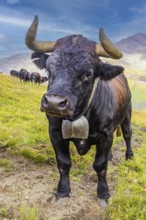Black cow with large cowbell, on an alpine pasture above Grimentz, Val d'Anniviers, Valais Alps,