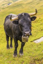 Black cow with large cowbell, on an alpine pasture above Grimentz, Val d'Anniviers, Valais Alps,