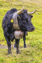 Black cow with large cowbell, on an alpine pasture above Grimentz, Val d'Anniviers, Valais Alps,