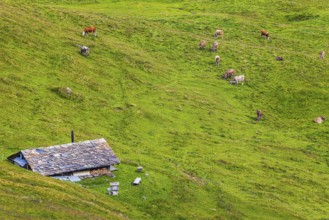 Alpine hut in a green alpine meadow with grazing cows, above Grimentz, Val d'Anniviers, Valais