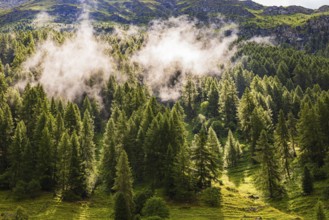 Rising fog over a fir forest, mountain village Zinal, Val d'Anniviers, Valais Alps, Canton Valais,
