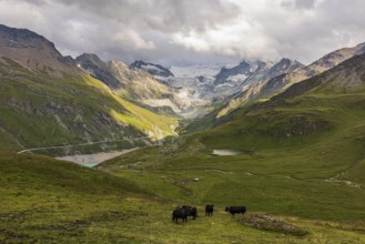 Cows grazing on an alpine meadow, above Grimentz, with the Moiry glacier in the background, Val