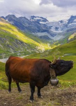 Red-brown cow on an alpine pasture above Grimentz, with the Moiry glacier in the background, Val