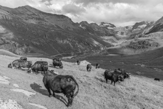 Cows grazing on an alpine meadow, black and white photograph, above Grimentz, with the Moiry