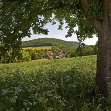 Landscape in the Weserbergland, Bodenwerder, Münchhausenstadt, Lower Saxony, Germany