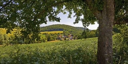 Landscape in the Weserbergland, Bodenwerder, Münchhausenstadt, Lower Saxony, Germany