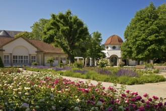 Rose garden in the spa gardens with the back of the concert shell and the Trinkkuranlage, Bad