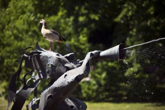 A Nile goose sits on the water-spouting Triton Fountain, Bad Nauheim, Hesse, Germany