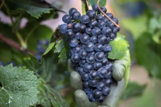 Grape grape harvest: Hand-picking Pinot Noir grapes in the Palatinate