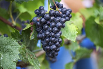 Grape grape harvest: Hand-picking Pinot Noir grapes in the Palatinate