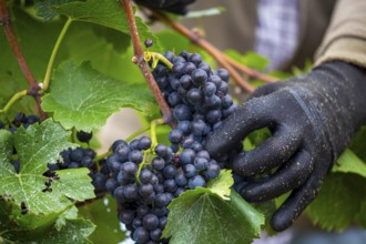 Grape grape harvest: Hand-picking Pinot Noir grapes in the Palatinate