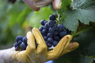 Grape grape harvest: Hand-picking Pinot Noir grapes in the Palatinate
