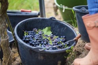 Grape grape harvest: Hand-picking Pinot Noir grapes in the Palatinate