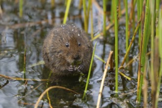 Water vole (Arvicola amphibius) adult animal eating pond weed on a lake in the summer, England,