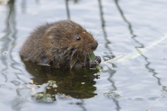 Water vole (Arvicola amphibius) adult animal eating a reed leaf in a pond in the summer, England,