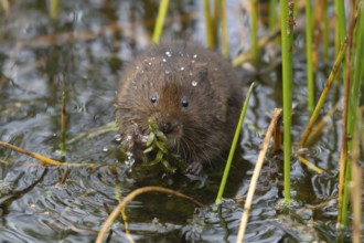 Water vole (Arvicola amphibius) adult animal eating pond weed on a lake in the summer, England,
