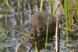 Water vole (Arvicola amphibius) adult animal in a pond in the summer, England, United Kingdom