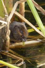 Water vole (Arvicola amphibius) adult animal eating pond weed on a lake in the summer, England,