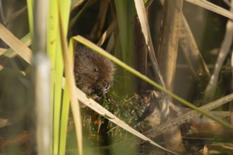 Water vole (Arvicola amphibius) adult animal eating pond weed on a lake in the summer, England,