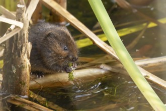 Water vole (Arvicola amphibius) adult animal eating pond weed on a lake in the summer, England,